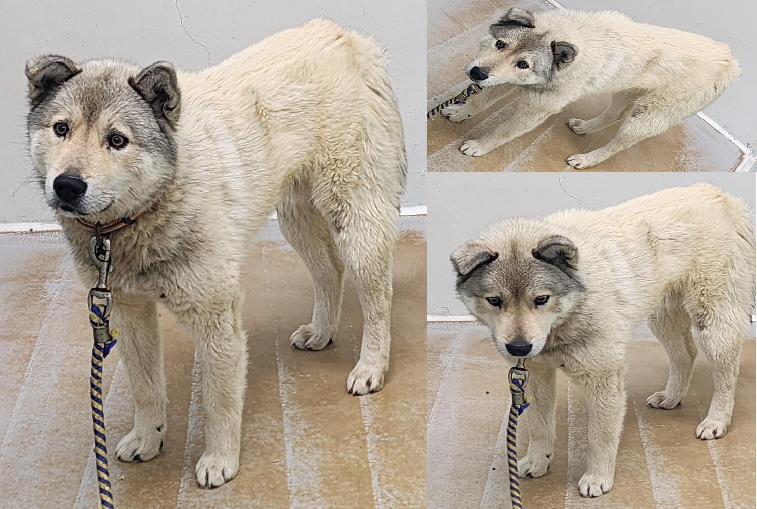 서산시 동물보호센터_444453202500059