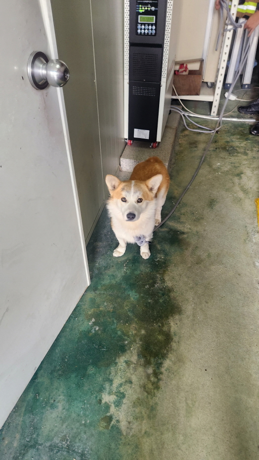 익산유기동물보호소_445468202500194