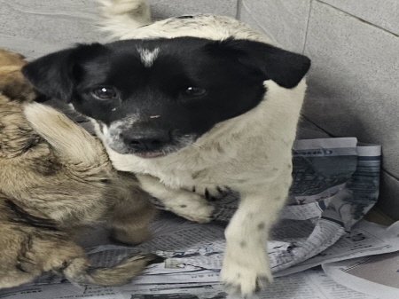 원주시동물보호센터_442419202500083