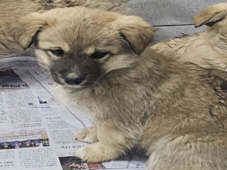 원주시동물보호센터_442419202500086