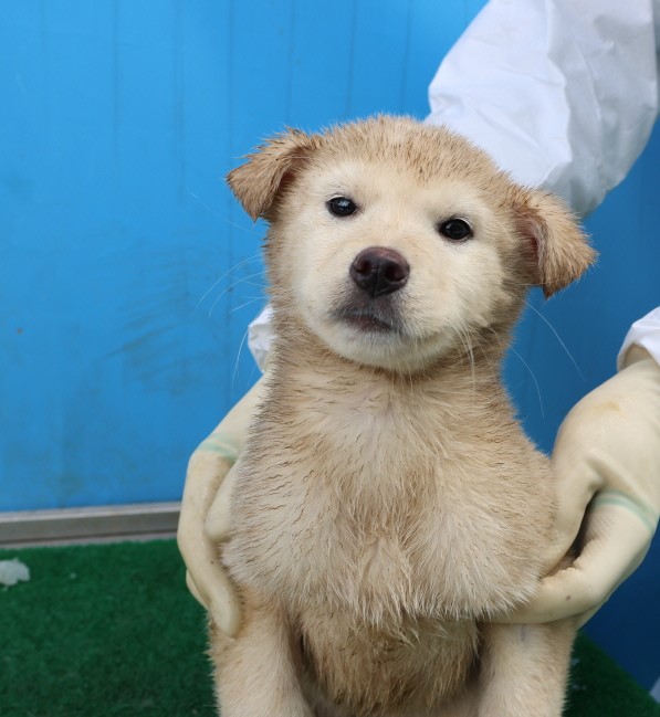 제주 동물보호센터_450650202500304