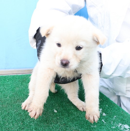 제주 동물보호센터_450650202500310