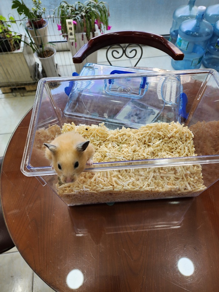 강현림동물병원_411314202500005