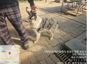 대전동물보호센터_430367202500040