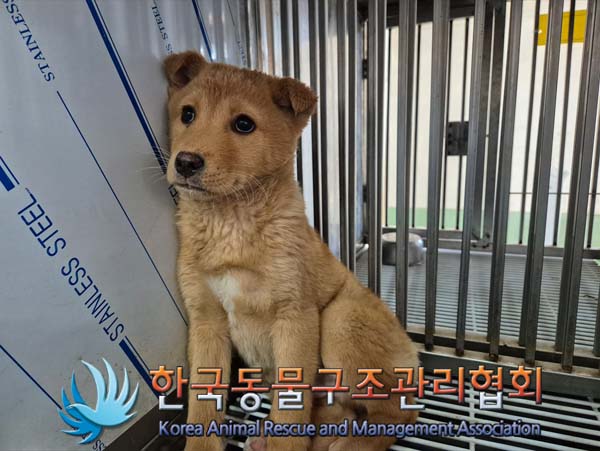 한국동물구조관리협회_441406202500059