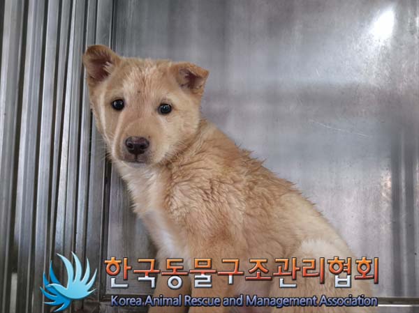 한국동물구조관리협회_441406202500060