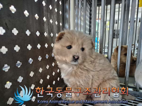 한국동물구조관리협회_441406202500055
