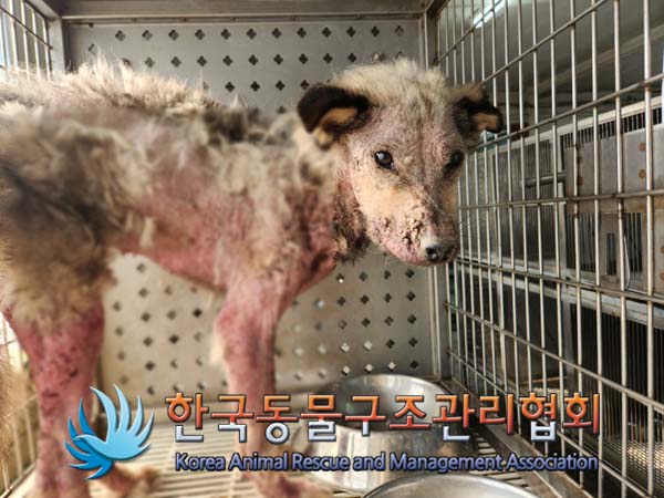 한국동물구조관리협회_441406202500058
