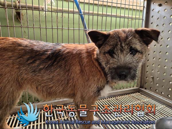 한국동물구조관리협회_441559202500069