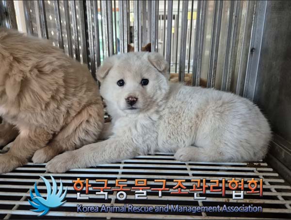 한국동물구조관리협회_441406202500054
