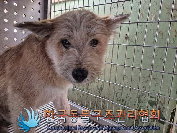한국동물구조관리협회_441559202500068