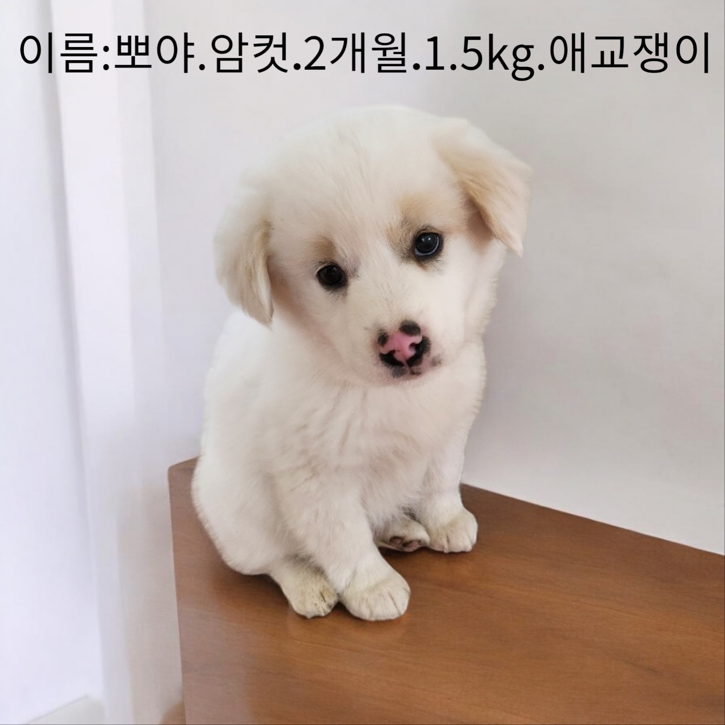 성주유기동물보호센터_447521202500081
