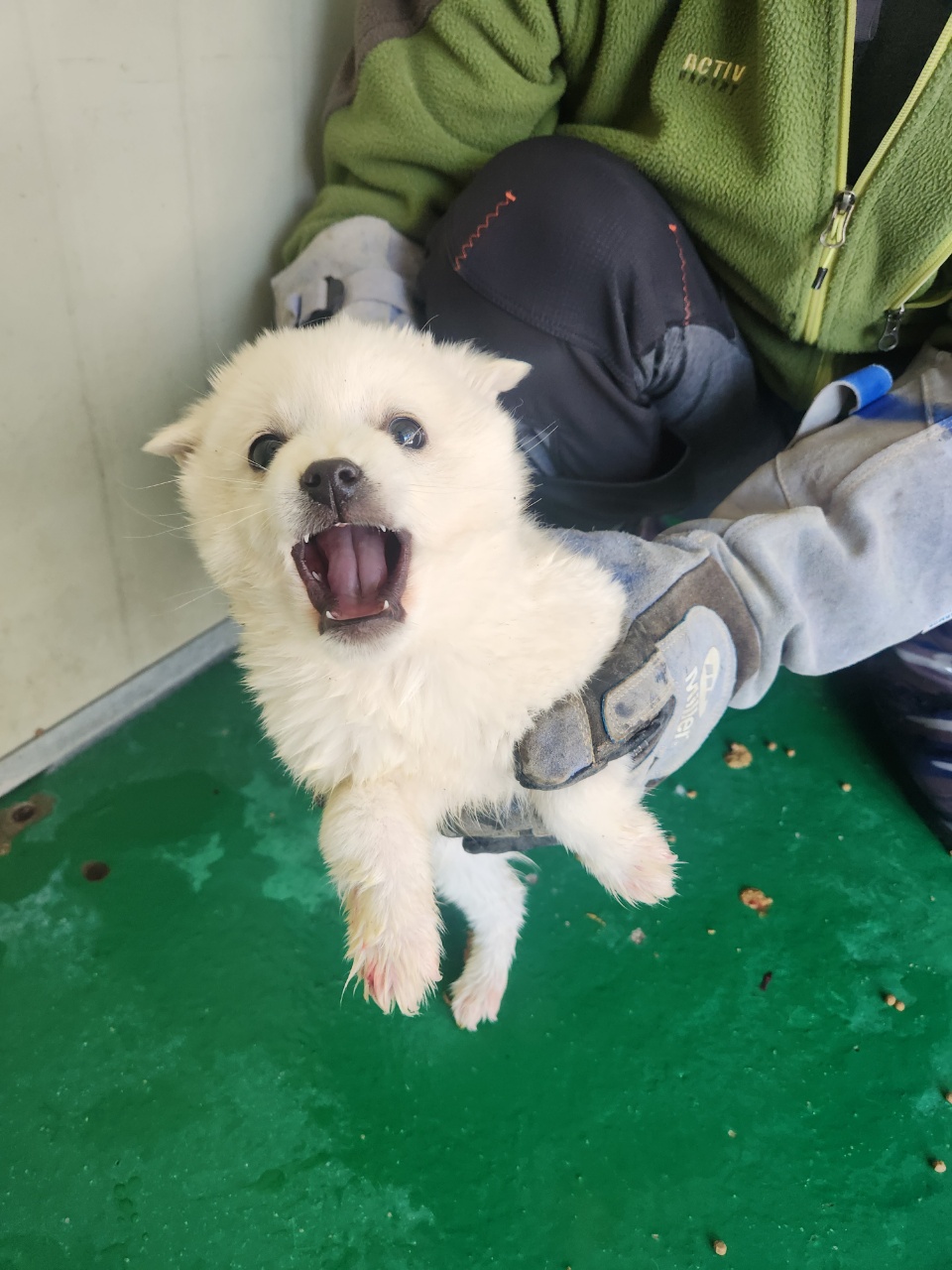 예천군유기동물보호소_447523202500027