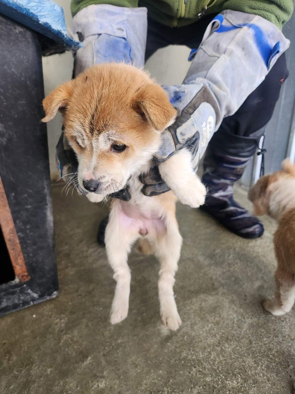 예천군유기동물보호소_447523202500029