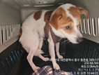 대전동물보호센터_430365202500016