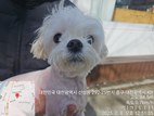 대전동물보호센터_430365202500017