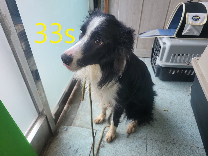 신영재동물병원_428355202500033