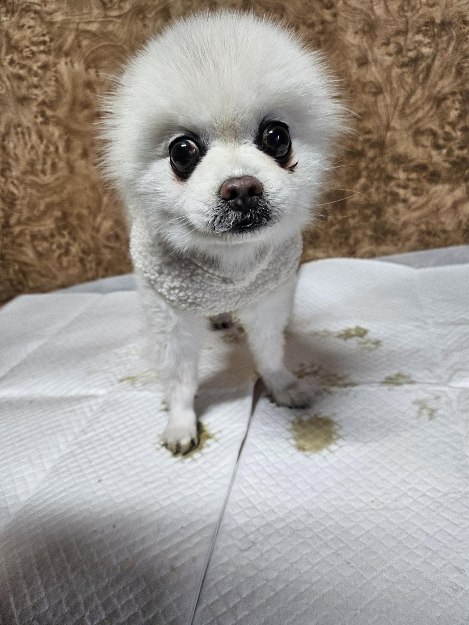 순천시유기동물보호소_446482202500074