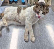 제주 동물보호센터_450650202500326