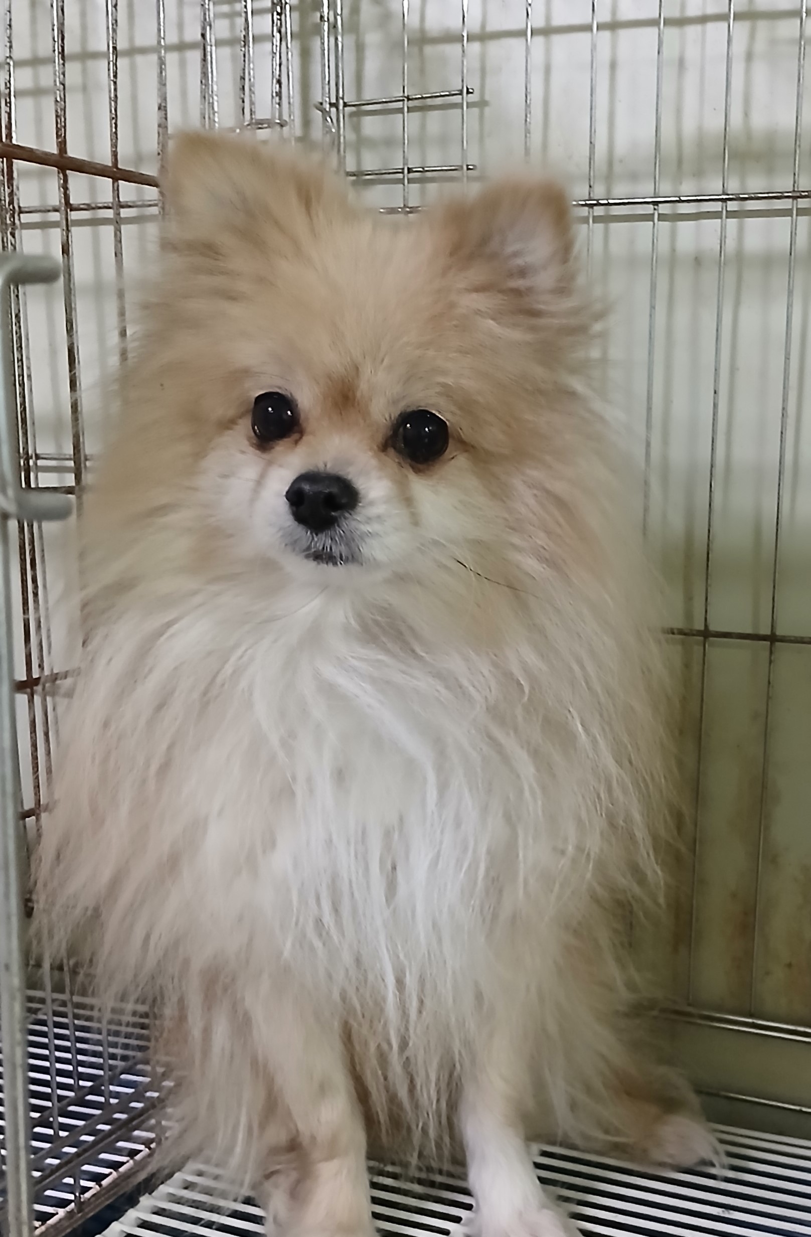 대구유기동물보호협회_427344202500010