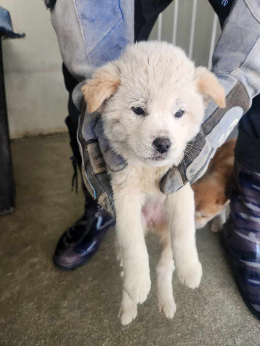 예천군유기동물보호소_447523202500030