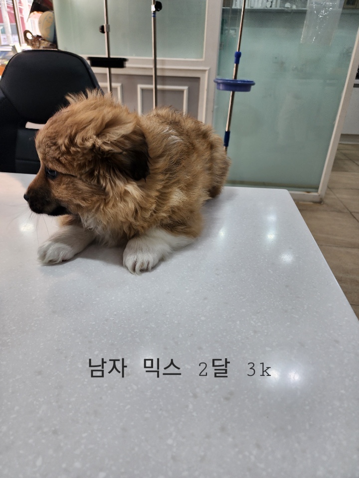 옥천동물병원_443443202500041
