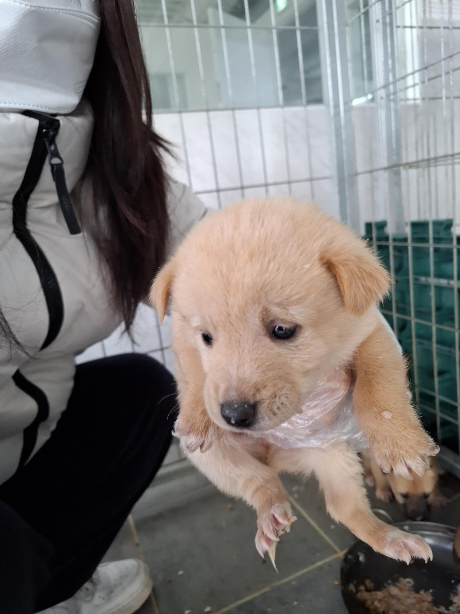 유기동물 삼호 보호소_446494202500051