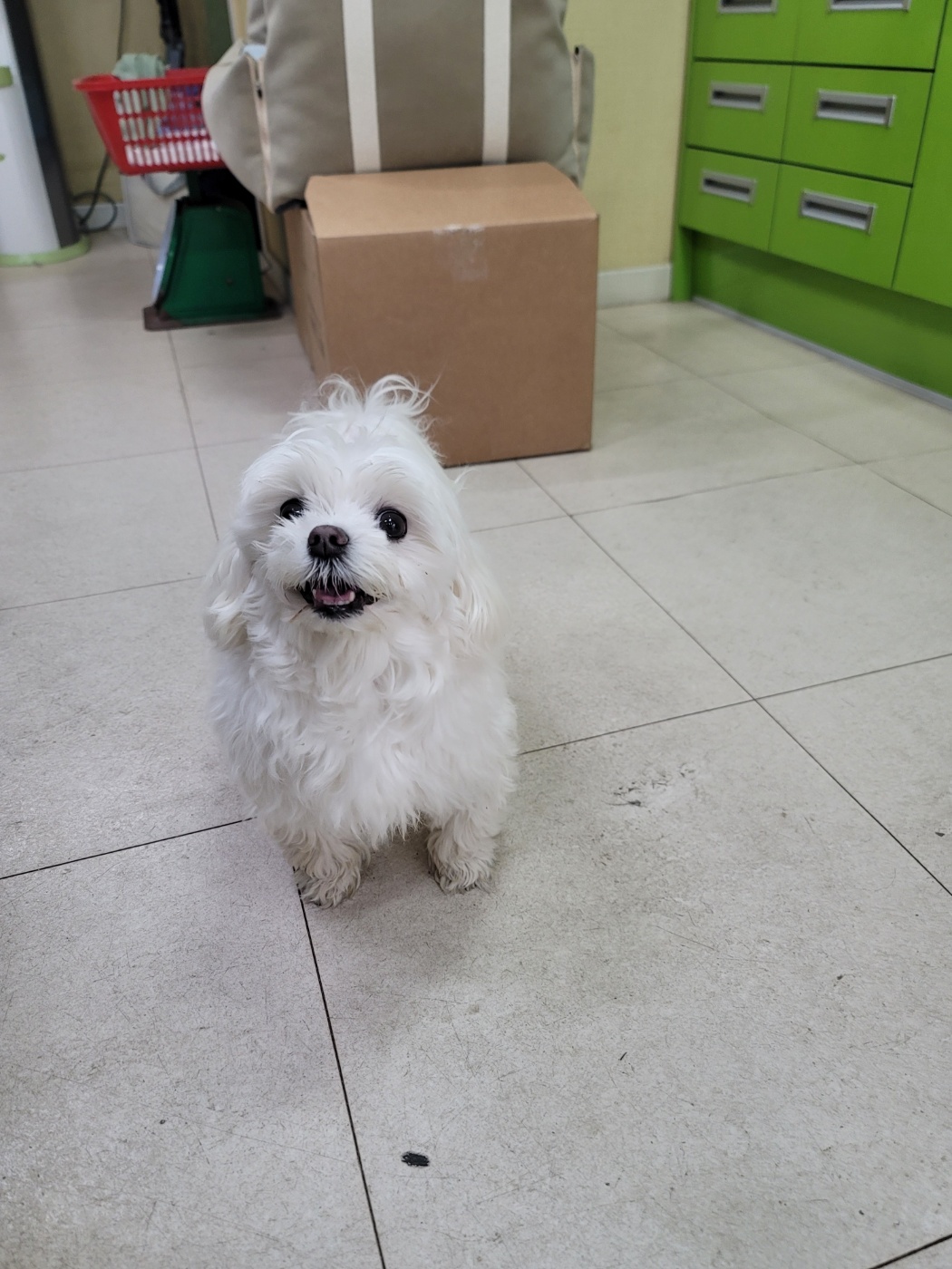 가정견훈련소_443557202500007
