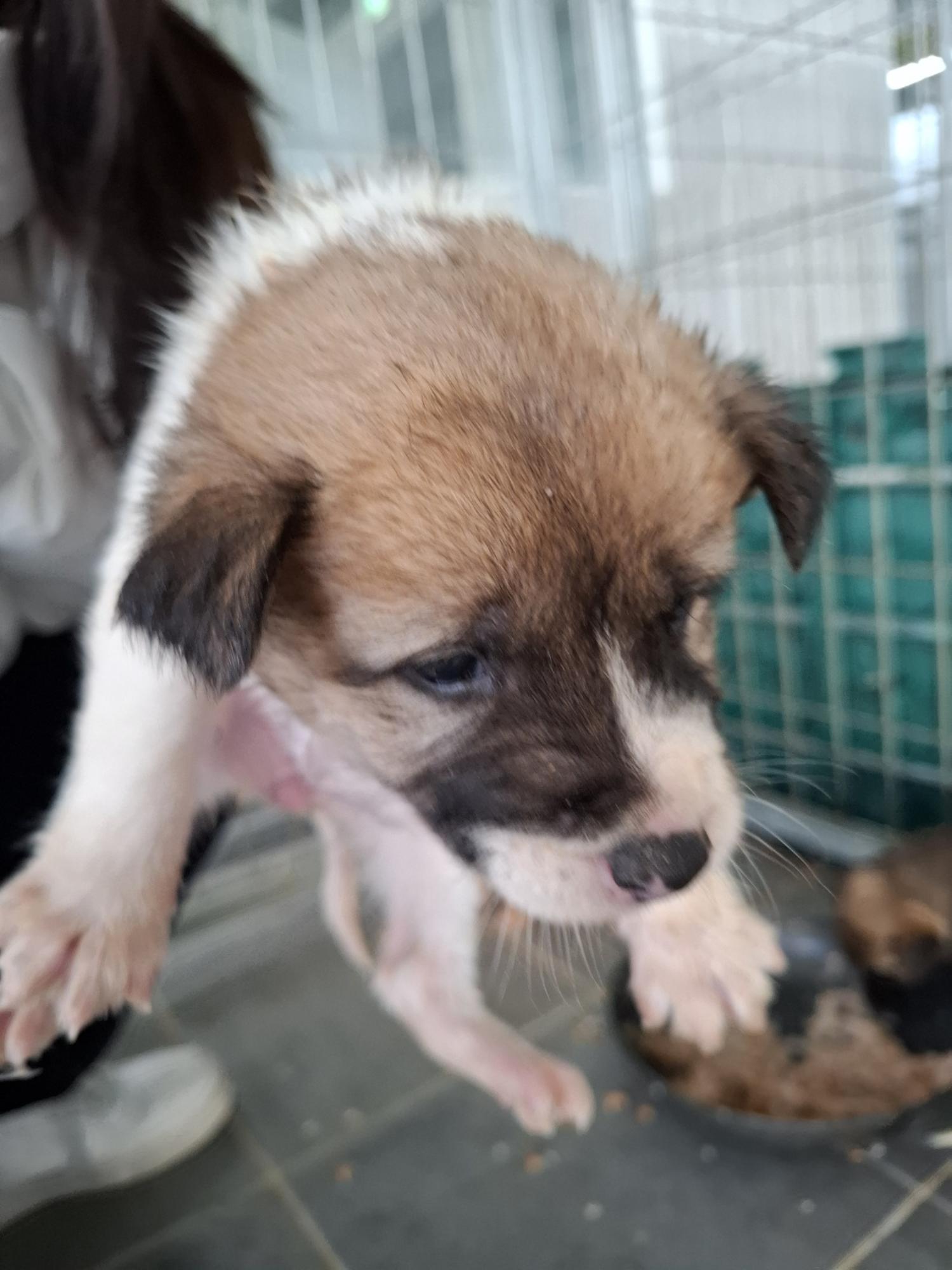 유기동물 삼호 보호소_446494202500050