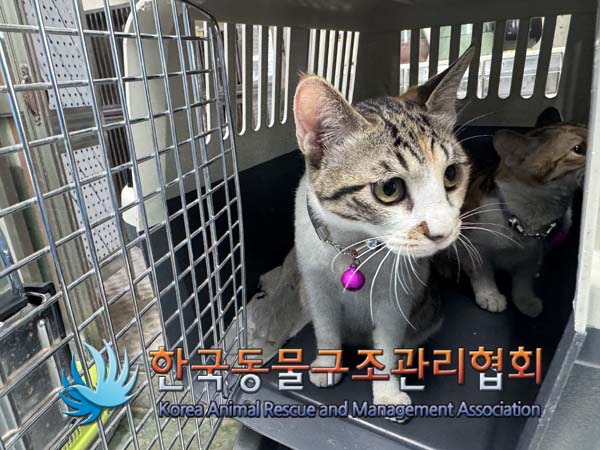 한국동물구조관리협회_411309202500006
