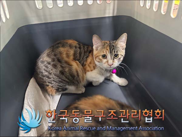 한국동물구조관리협회_411309202500007
