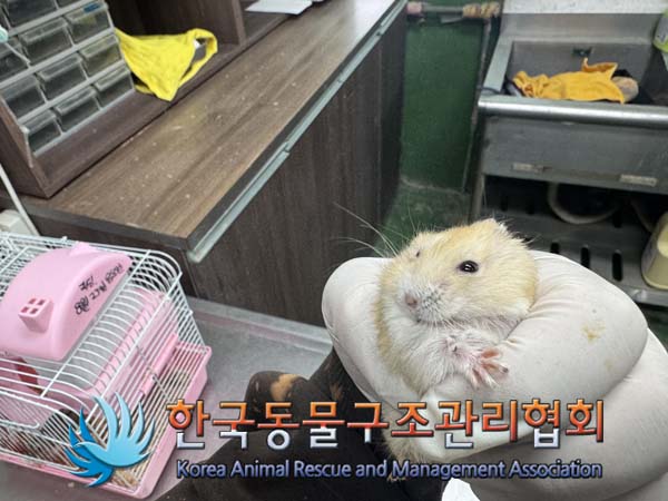종료(입양) 햄스터…
