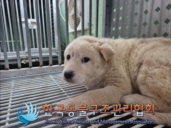 종료(자연사) 믹스…
