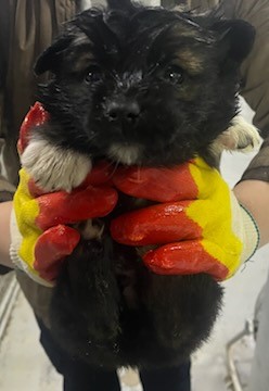 인천수의사회유기동물_428358202500006