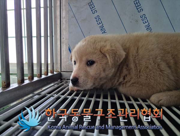 한국동물구조관리협회_411317202500009