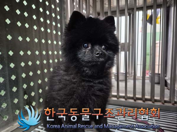 종료(반환) 포메라…