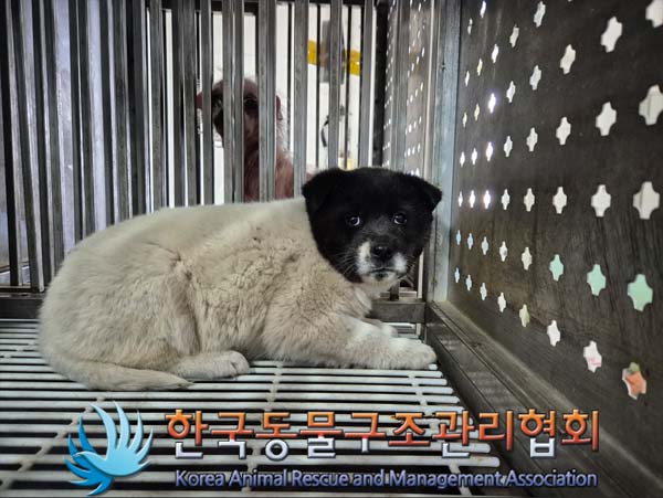 한국동물구조관리협회_441414202500041