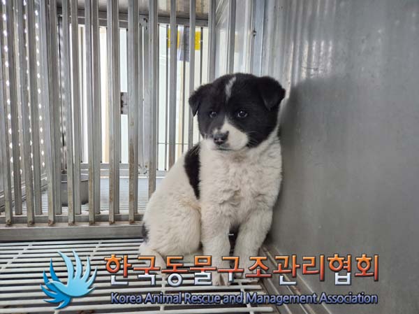 보호중 믹스견의 가…