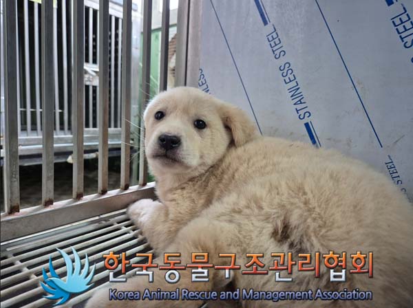 한국동물구조관리협회_411317202500012