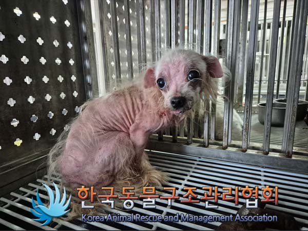 한국동물구조관리협회_441409202500099
