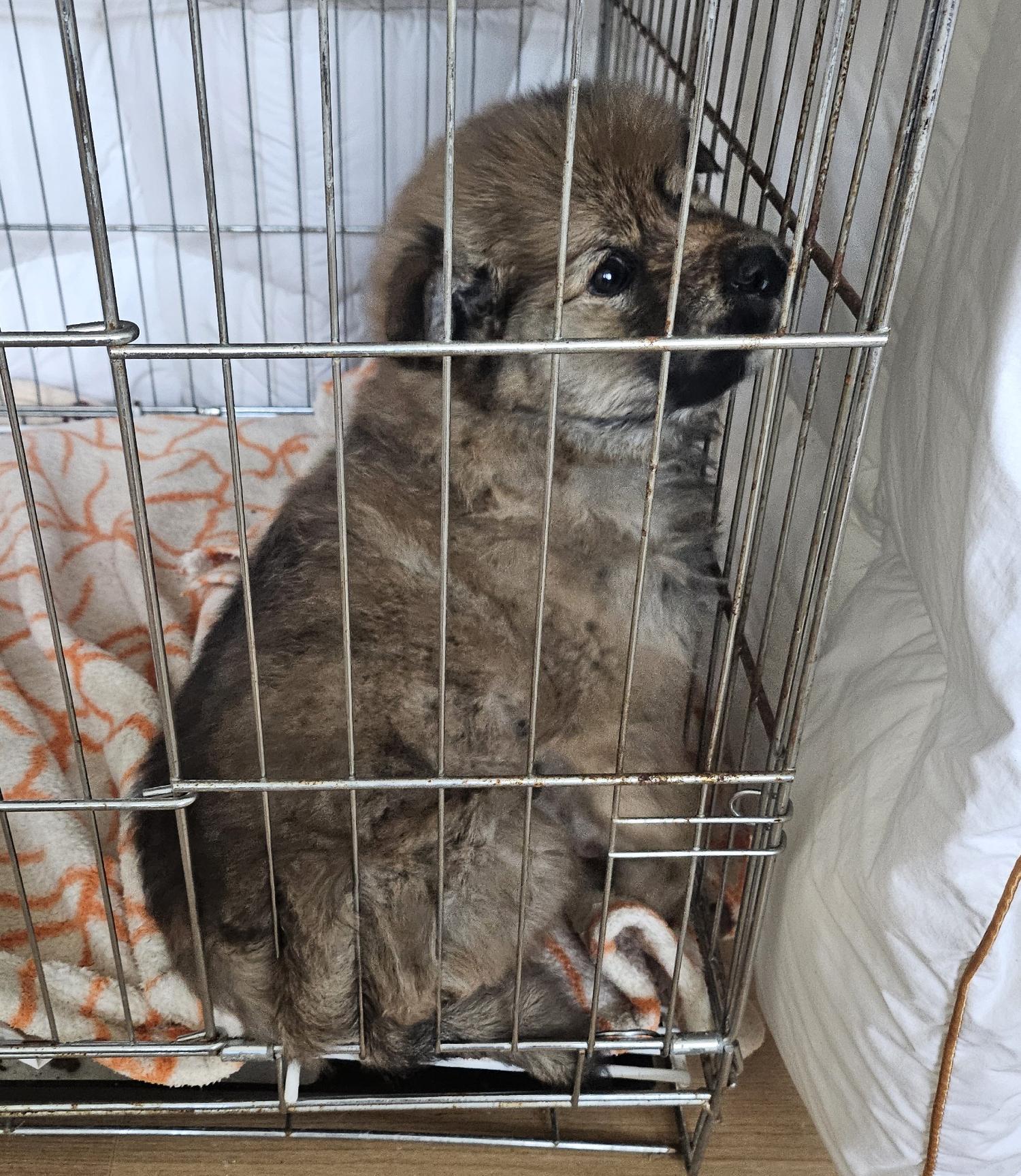 울진군동물보호센터_447525202500039
