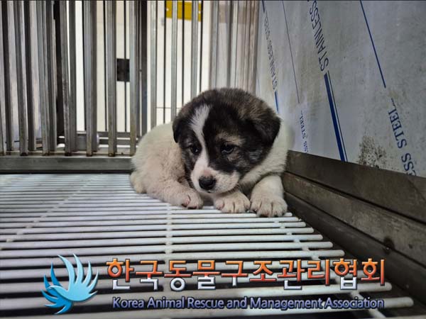 보호중 믹스견의 가…