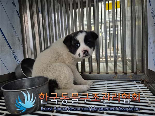 한국동물구조관리협회_441414202500044