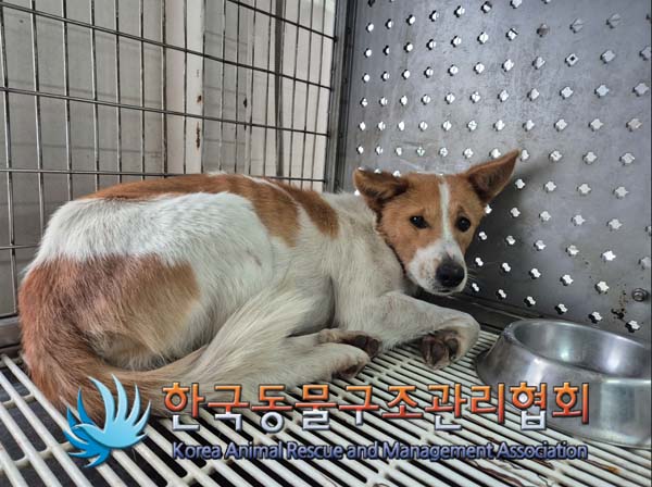 한국동물구조관리협회_441409202500101