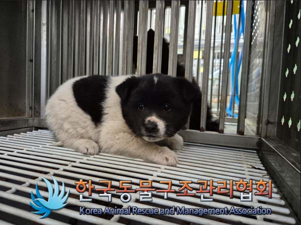 한국동물구조관리협회_441414202500043