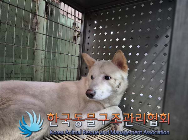 한국동물구조관리협회_411324202500016