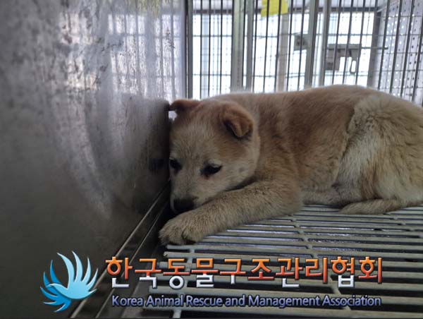 한국동물구조관리협회_441560202500129