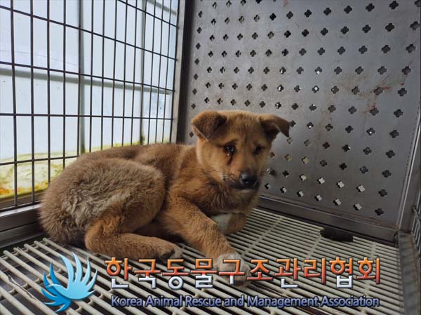 한국동물구조관리협회_441409202500100