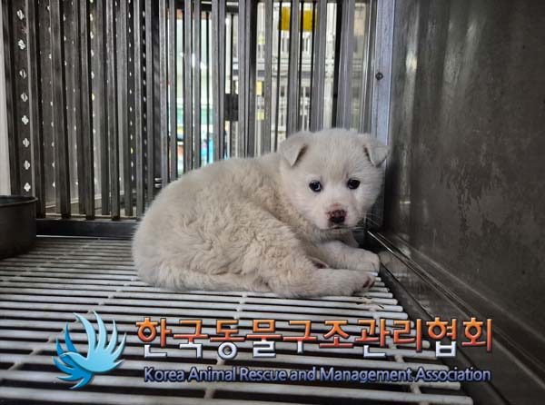 한국동물구조관리협회_441414202500045