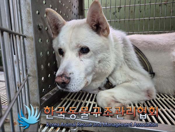 종료(반환) 믹스견…